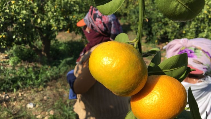 Narenciye rekoltesinde rekor artış