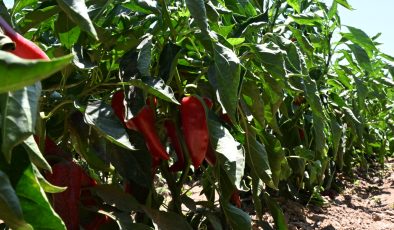 120 yıllık lezzet Arslanlar Biberi: Coğrafi tescilli ürüne büyük ilgi