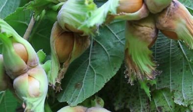 Fındığımız da küme düşüyor…