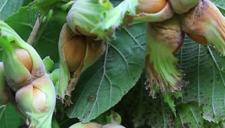 Fındığımız da küme düşüyor…